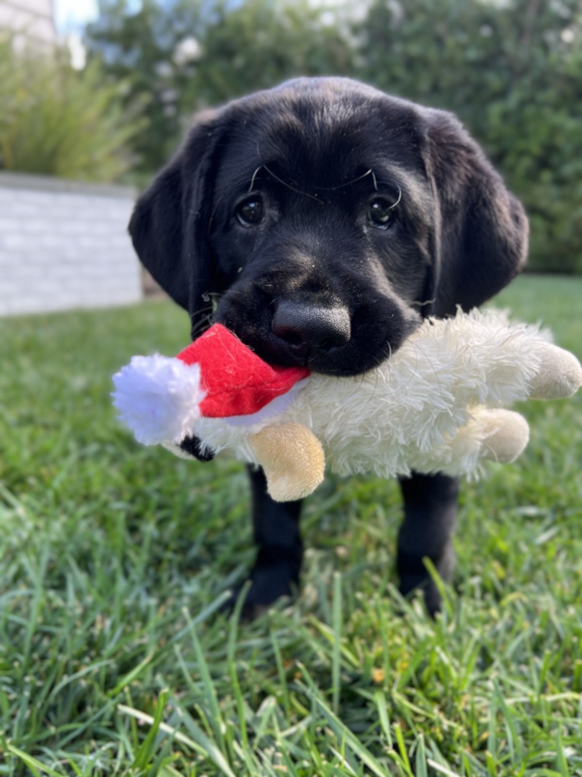 Splash enjoying playing with Lamb Chop