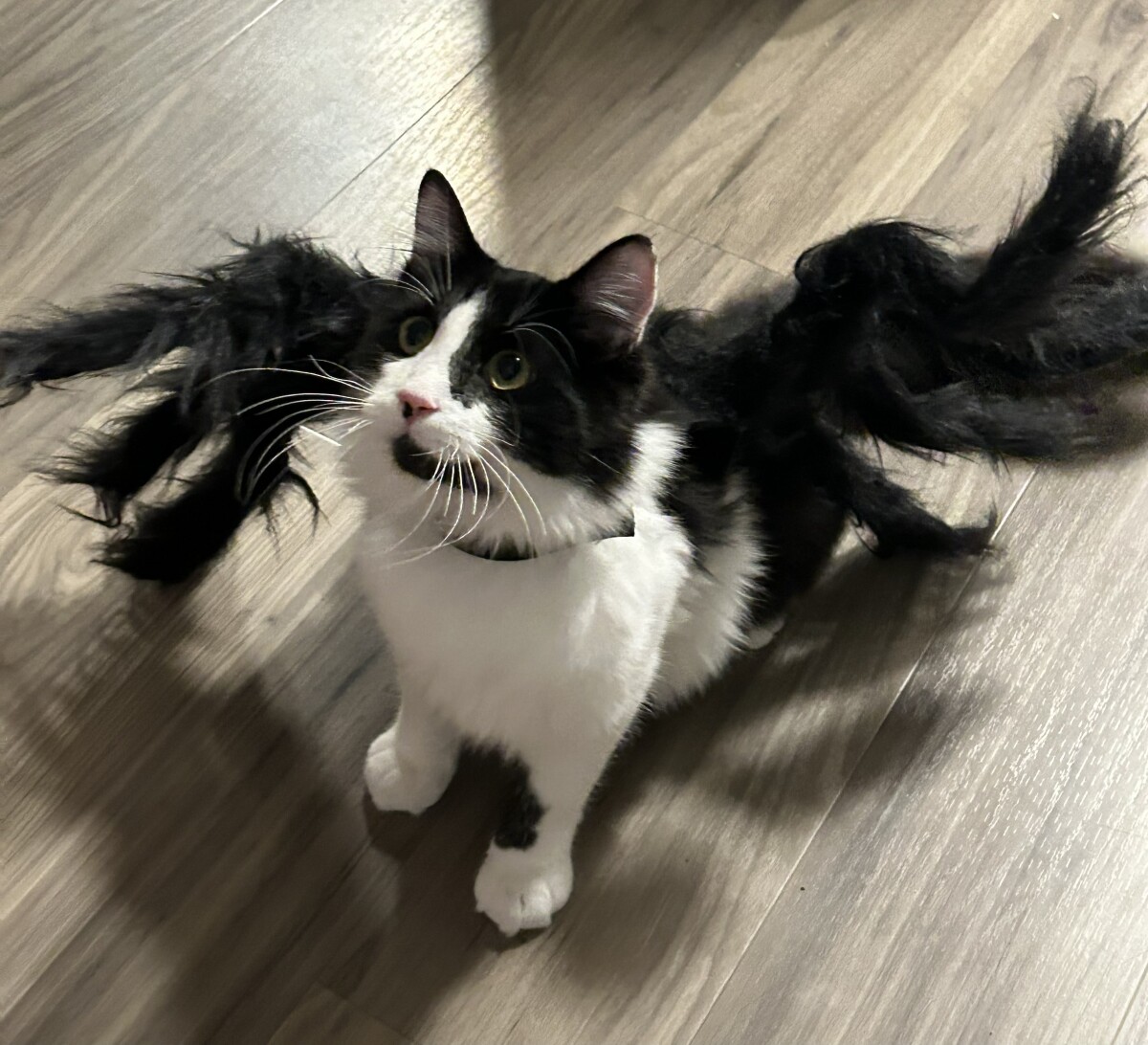 Spooder