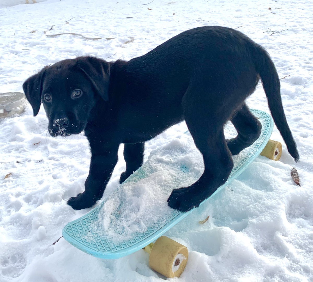 Holiday grew up to be a Facility Dog!