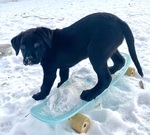 Holiday grew up to be a Facility Dog!