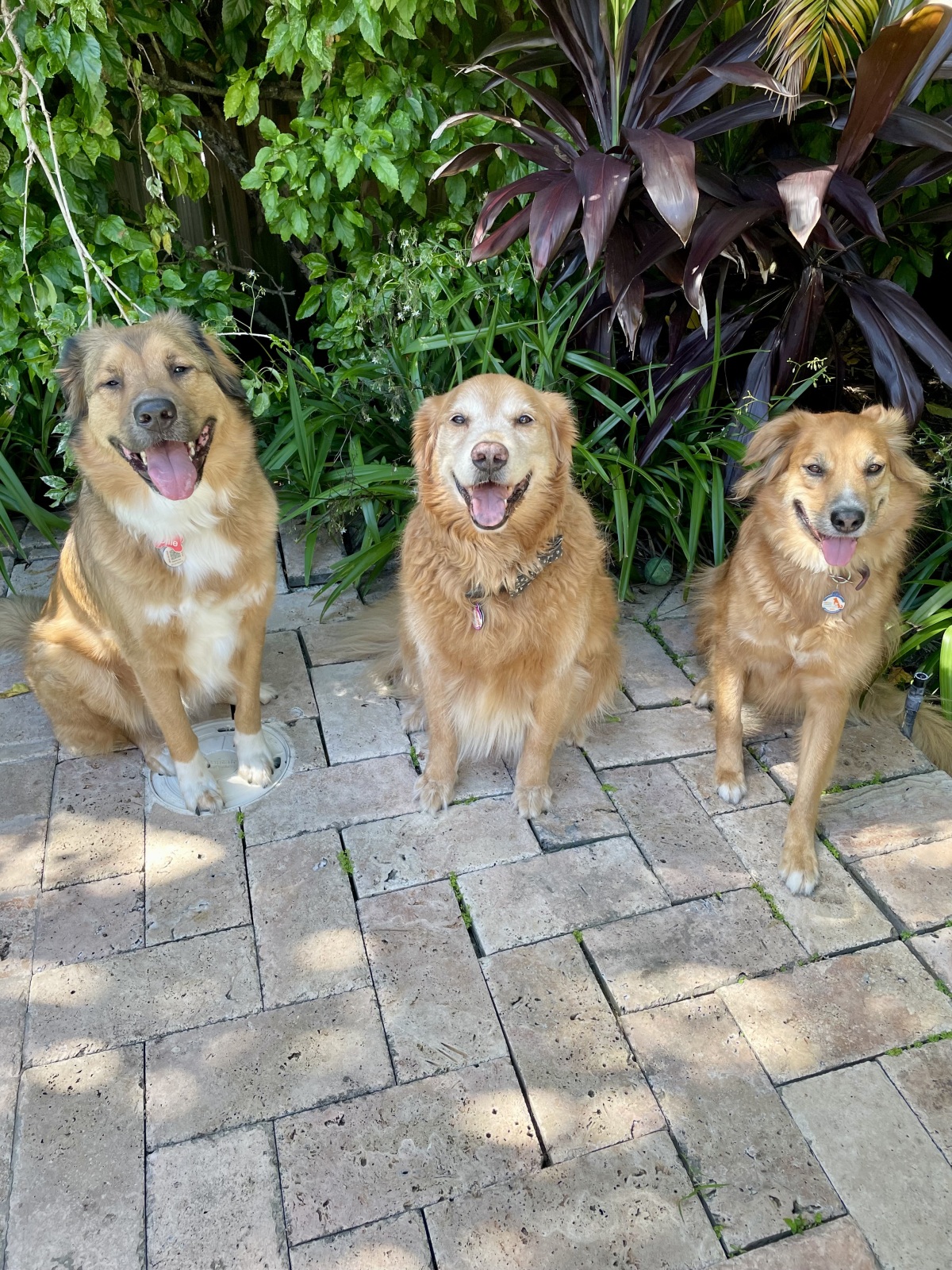 Our Boys - Ollie, Truman, Louie ❤️