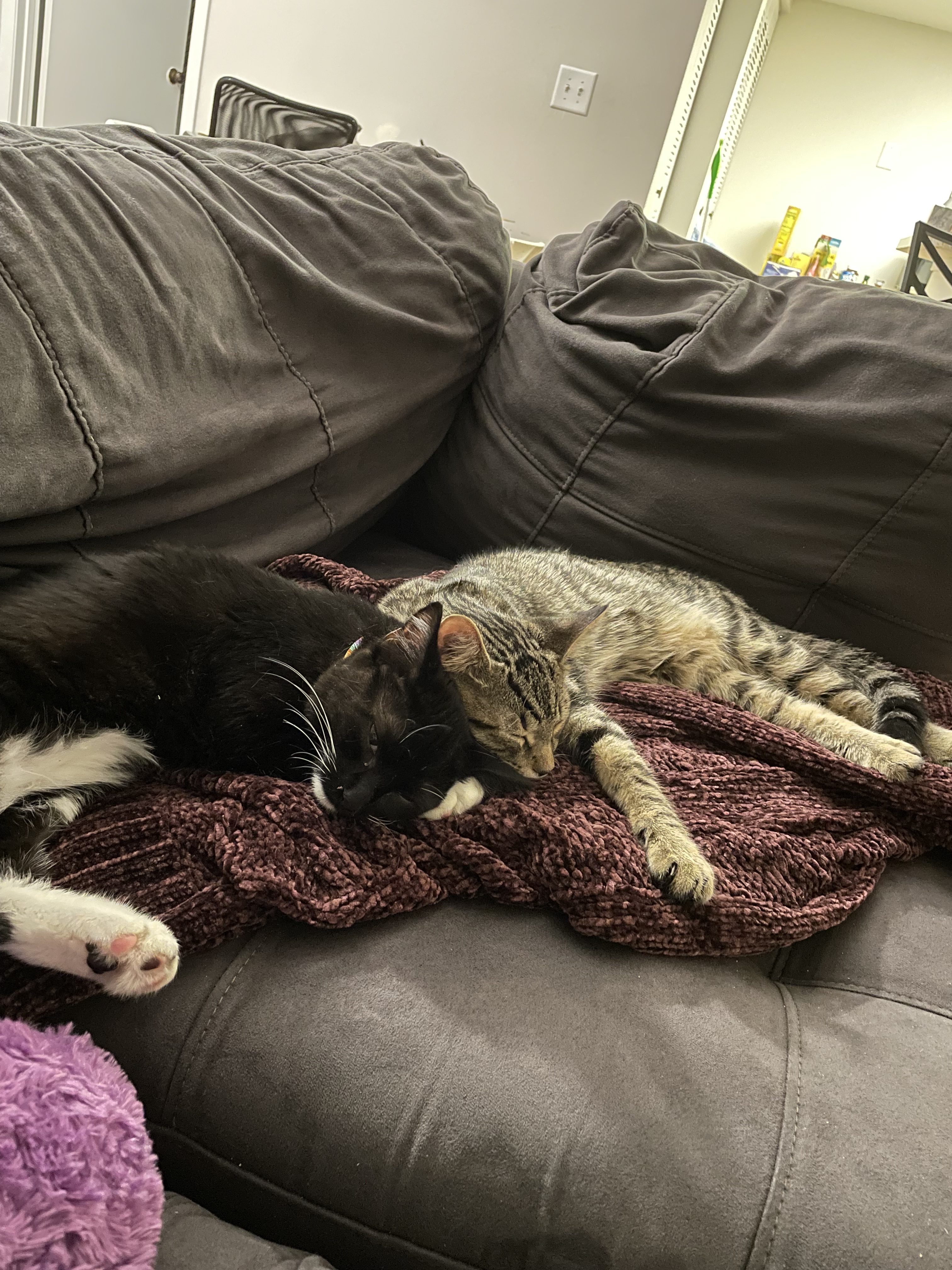 Mocha (left) & Noah (right) ❤️❤️