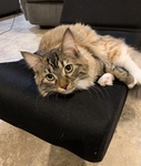 Patty on Gaming Chair