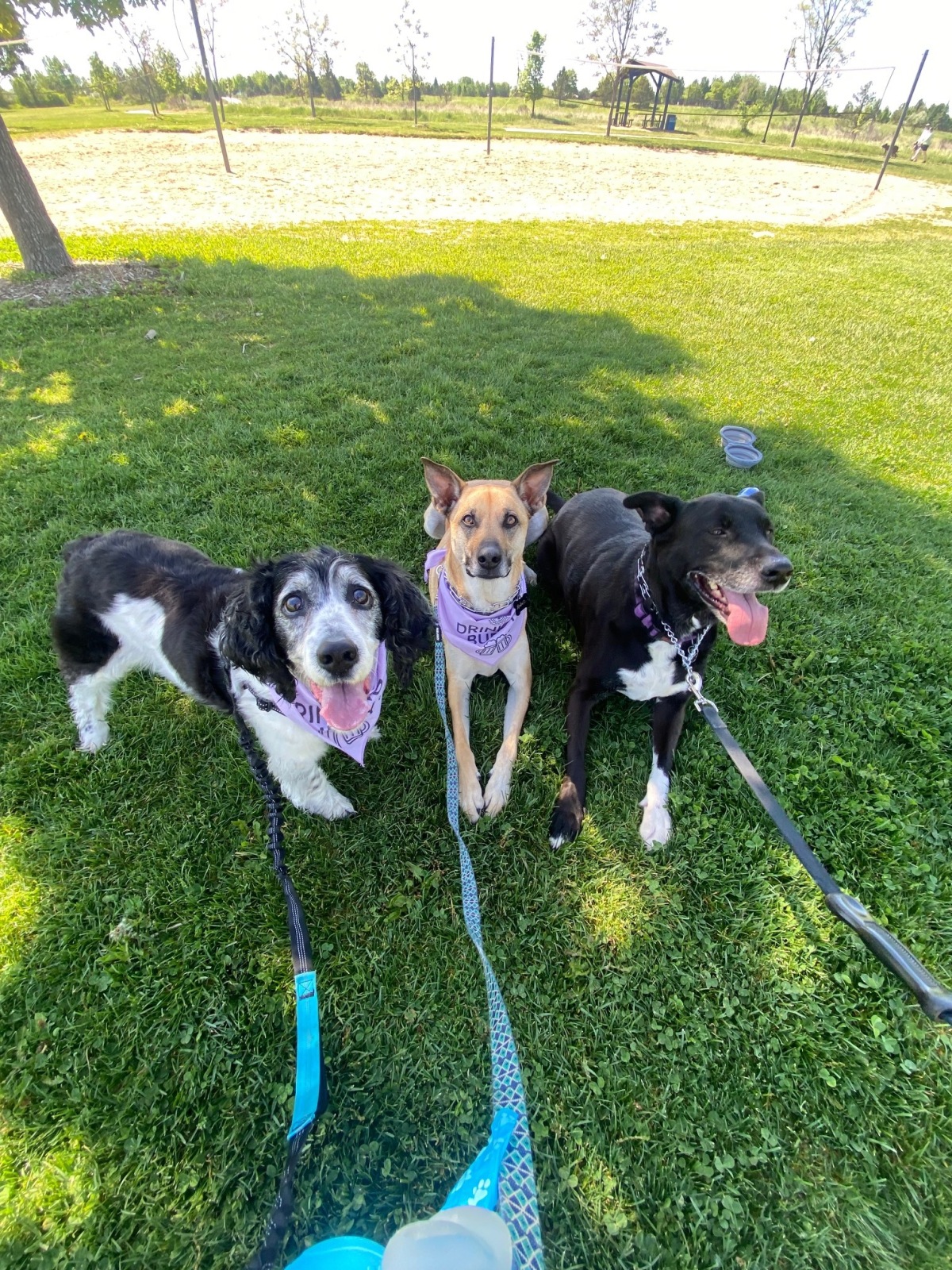 Best Trio- Sadie, Harlee and Daisy!