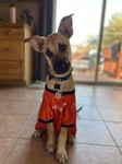 Biggest Broncos Fans- Harlee!