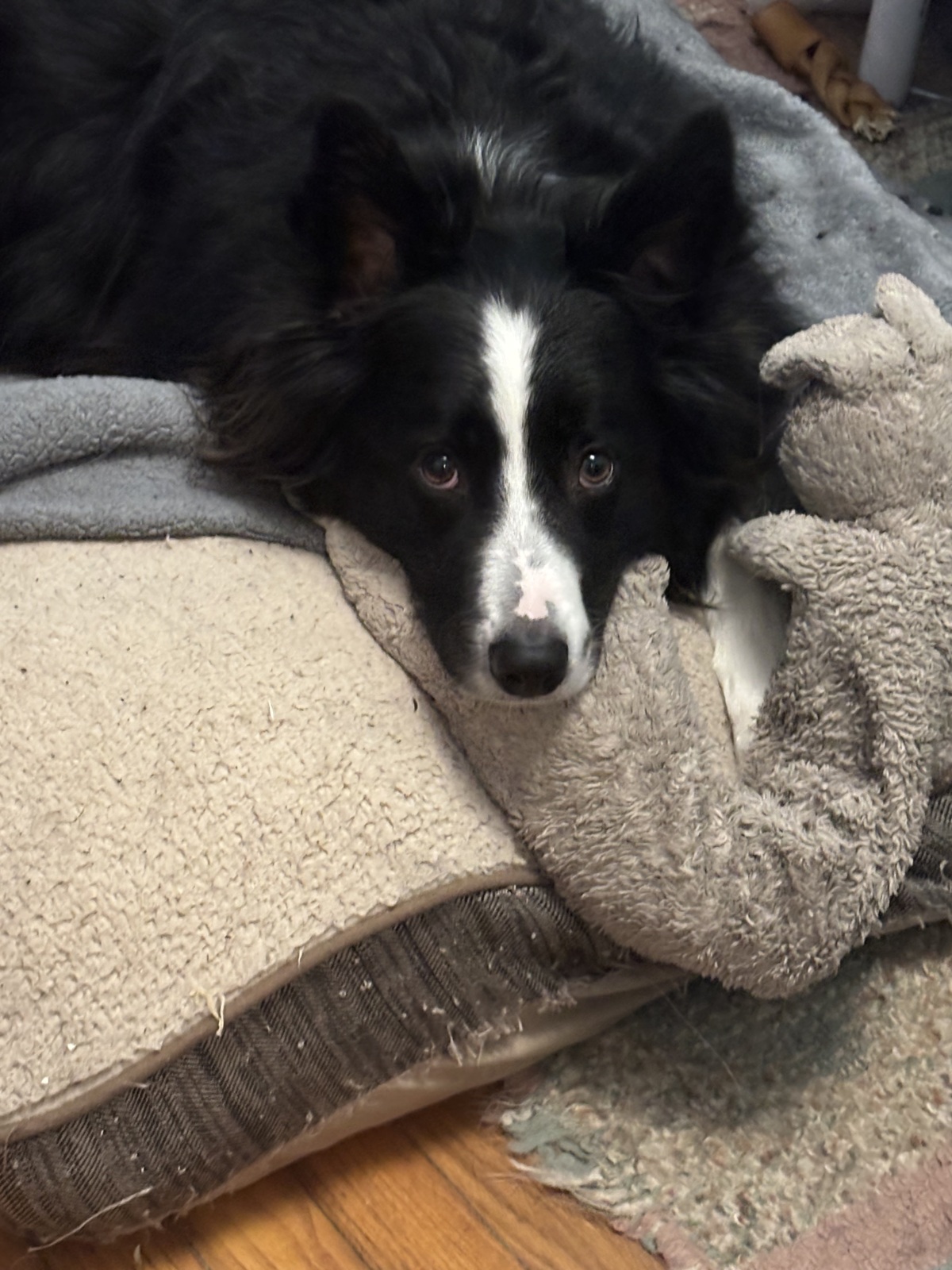 Edd loves his Bunny!