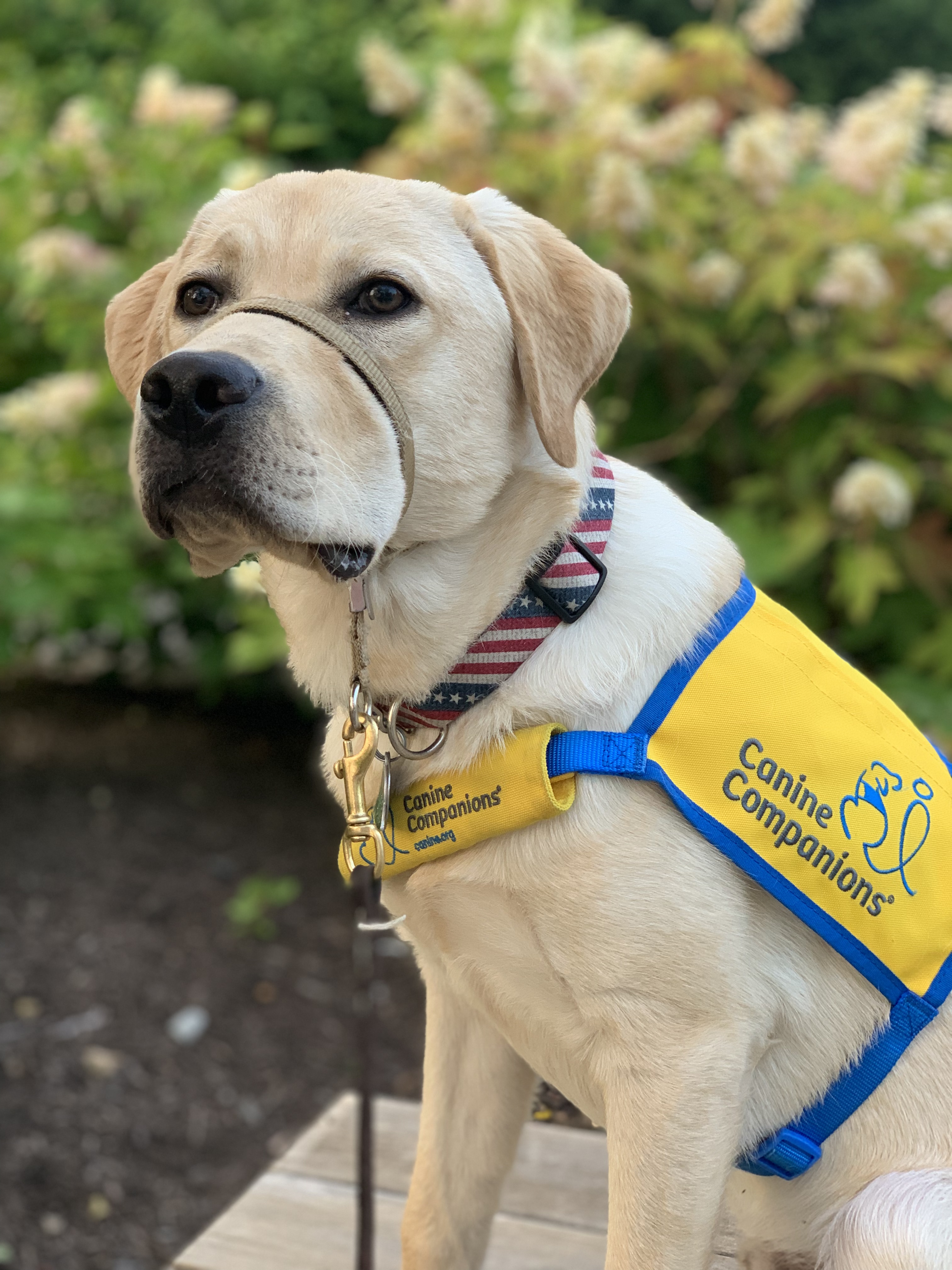 Higgins is well on his way to becoming a Service Dog with Canine Companions.