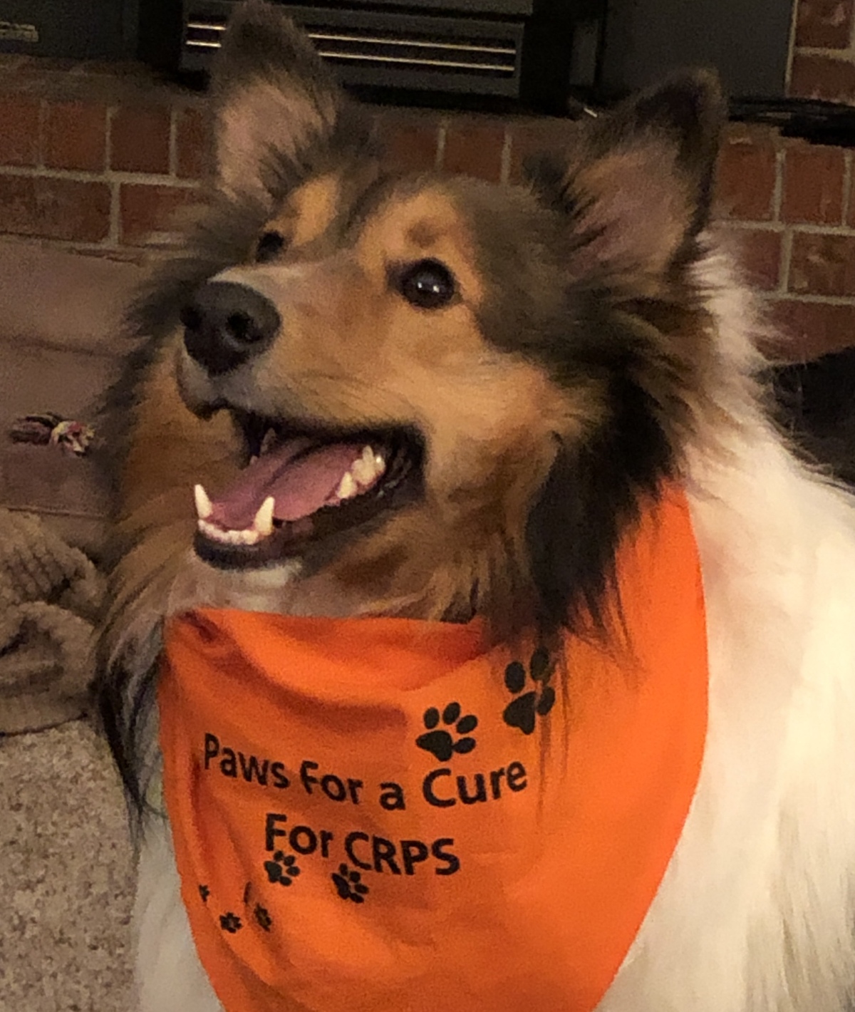 Paws For A Cure