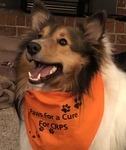 Paws For A Cure