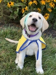 Scout's first day with us