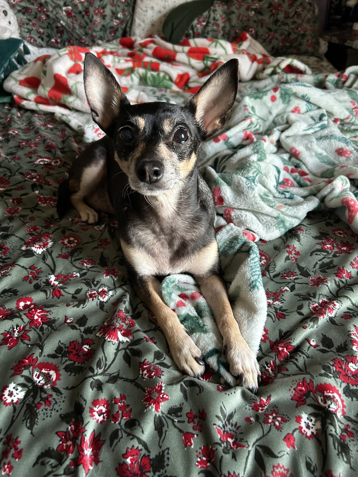 Velvet blankets are a must.