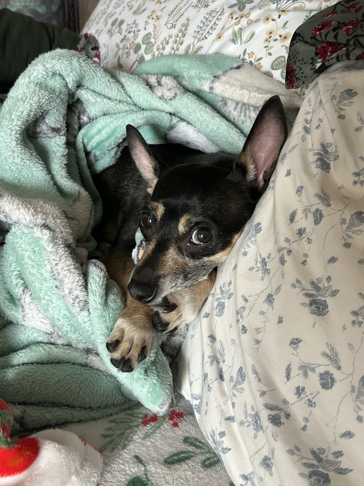 My dramatic side eye asks "Are you coming back to bed??"