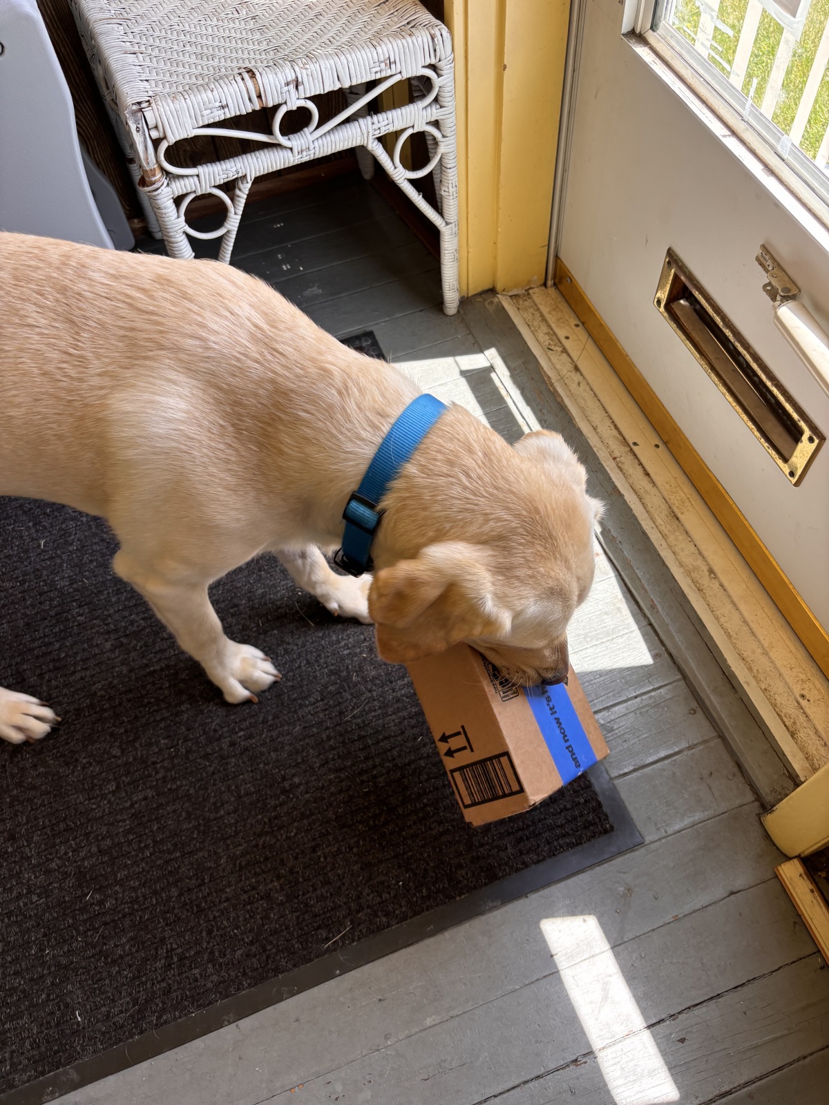 Assisting bringing in packages & mail