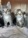 Purrrrrty Kittens