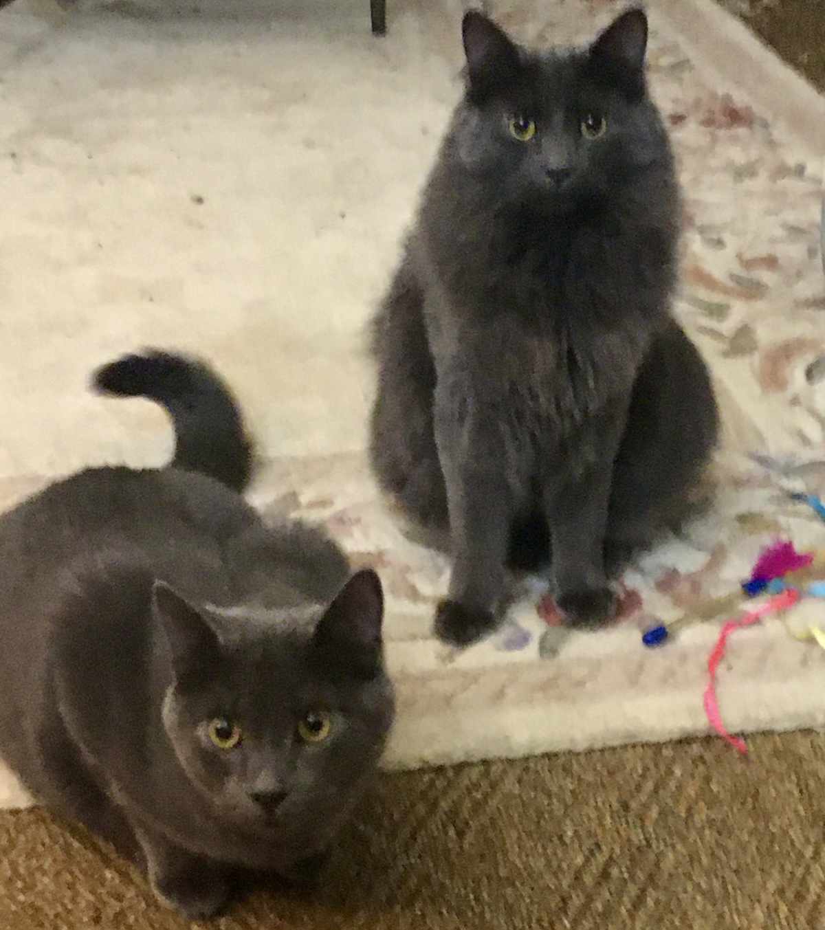 Benny and Blake, adopted March, 2024