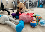 Most Likely to Become a Toy Hoarder- Harlee!