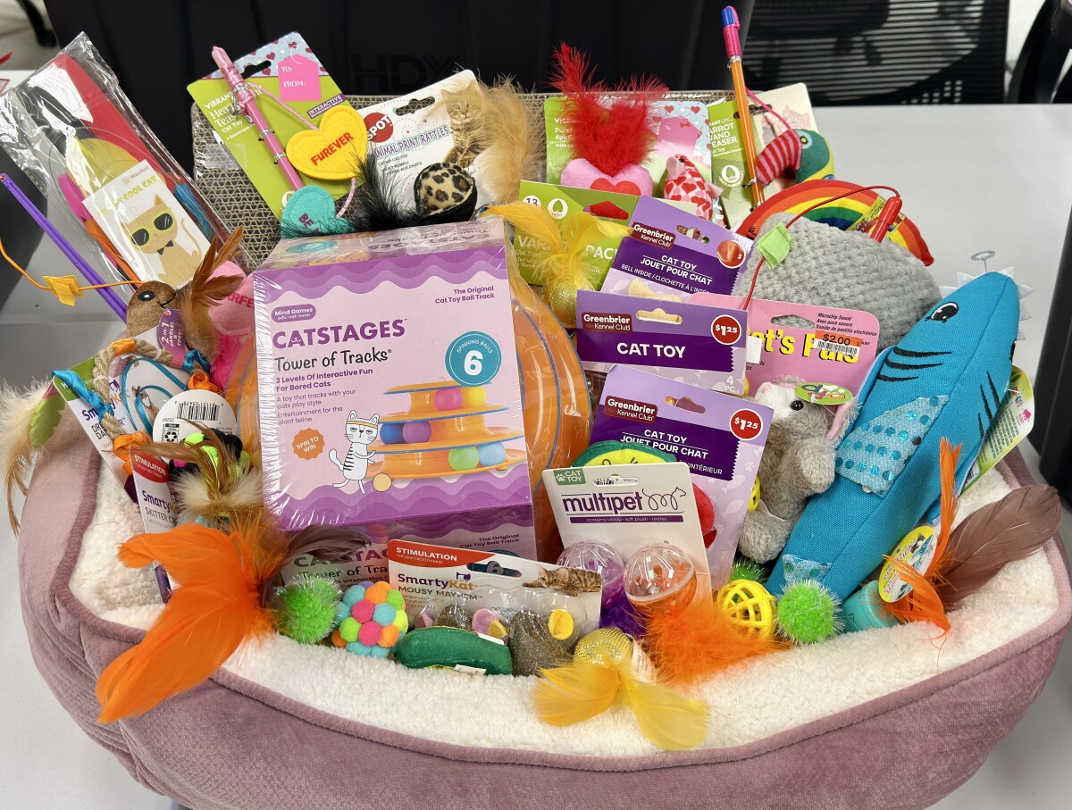 Cat Bed & Toys