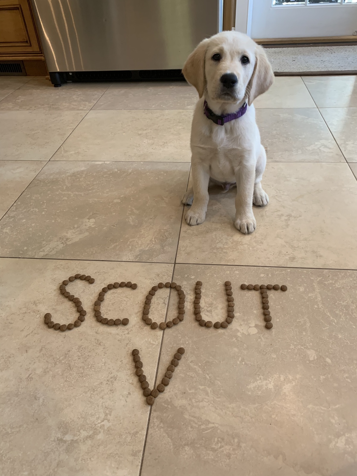 Our covid pup Scout!