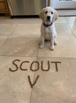 Our covid pup Scout!