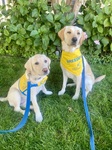 Winnie VIII, Future Service Dog + Liza V, Breeder for Canine Companions