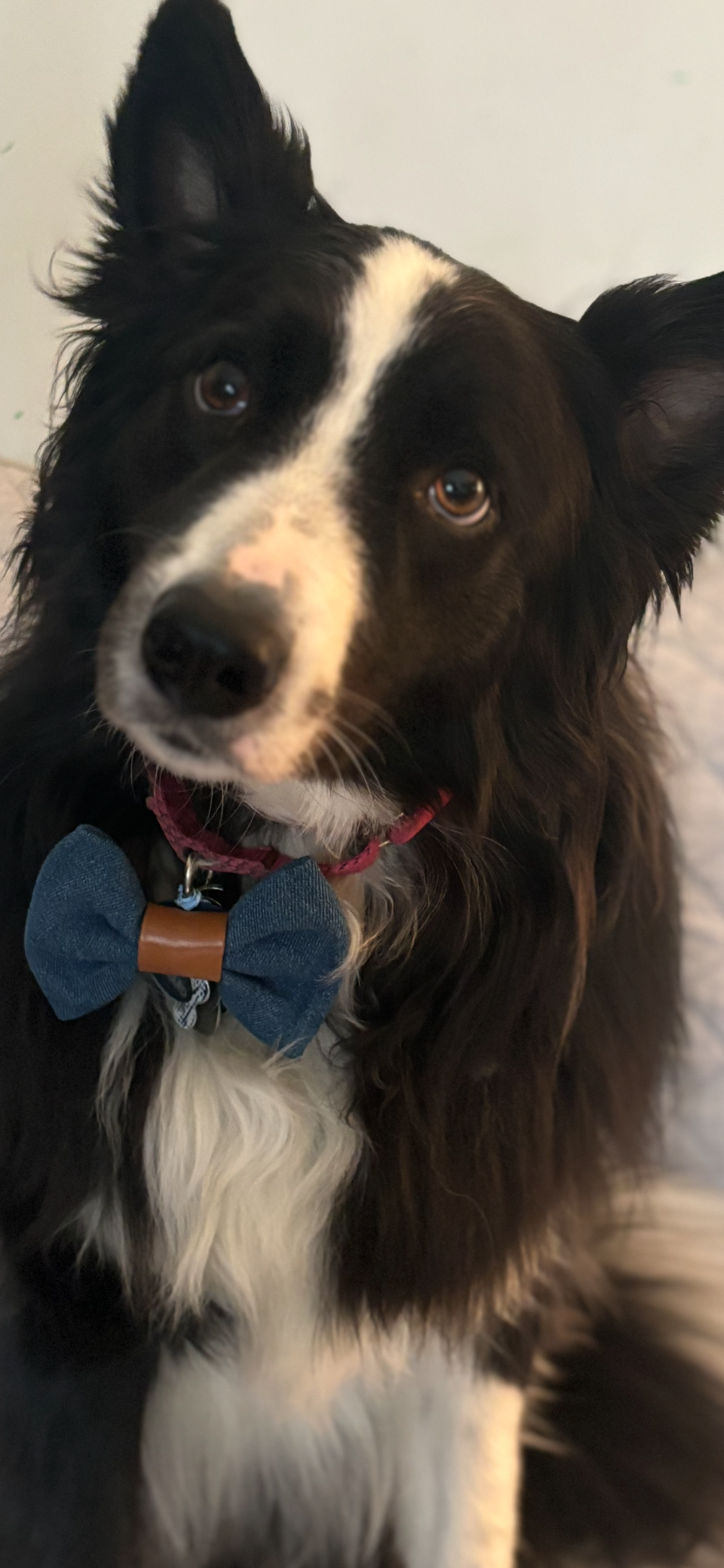 Bow Ties are Cool!