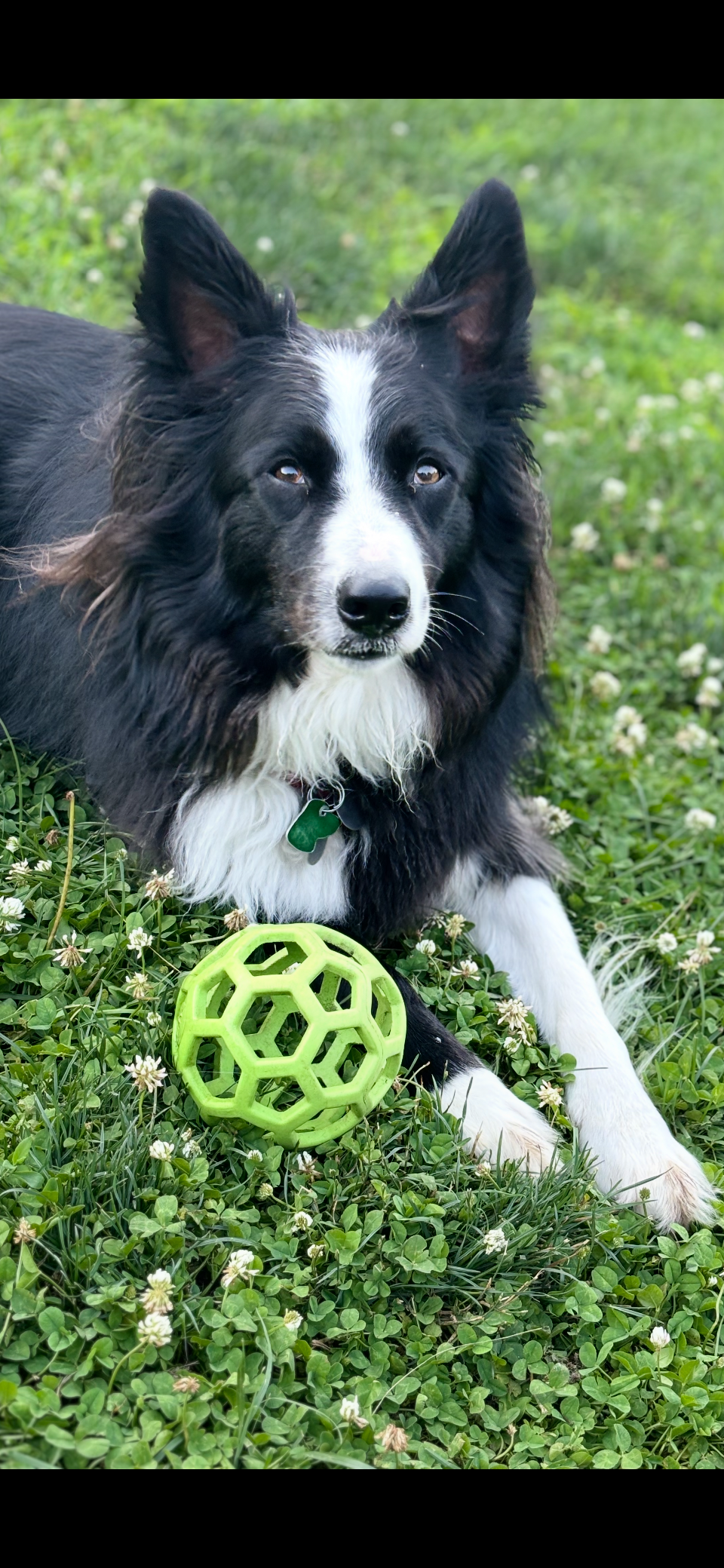 Edd loves to Herd the Ball (use for Calendar!)
