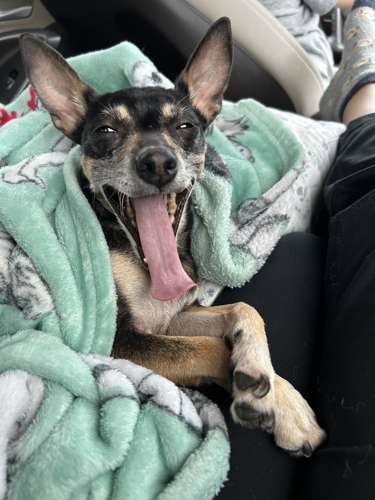 BIG YAWN while being pampered on a road trip.