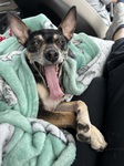 BIG YAWN while being pampered on a road trip.