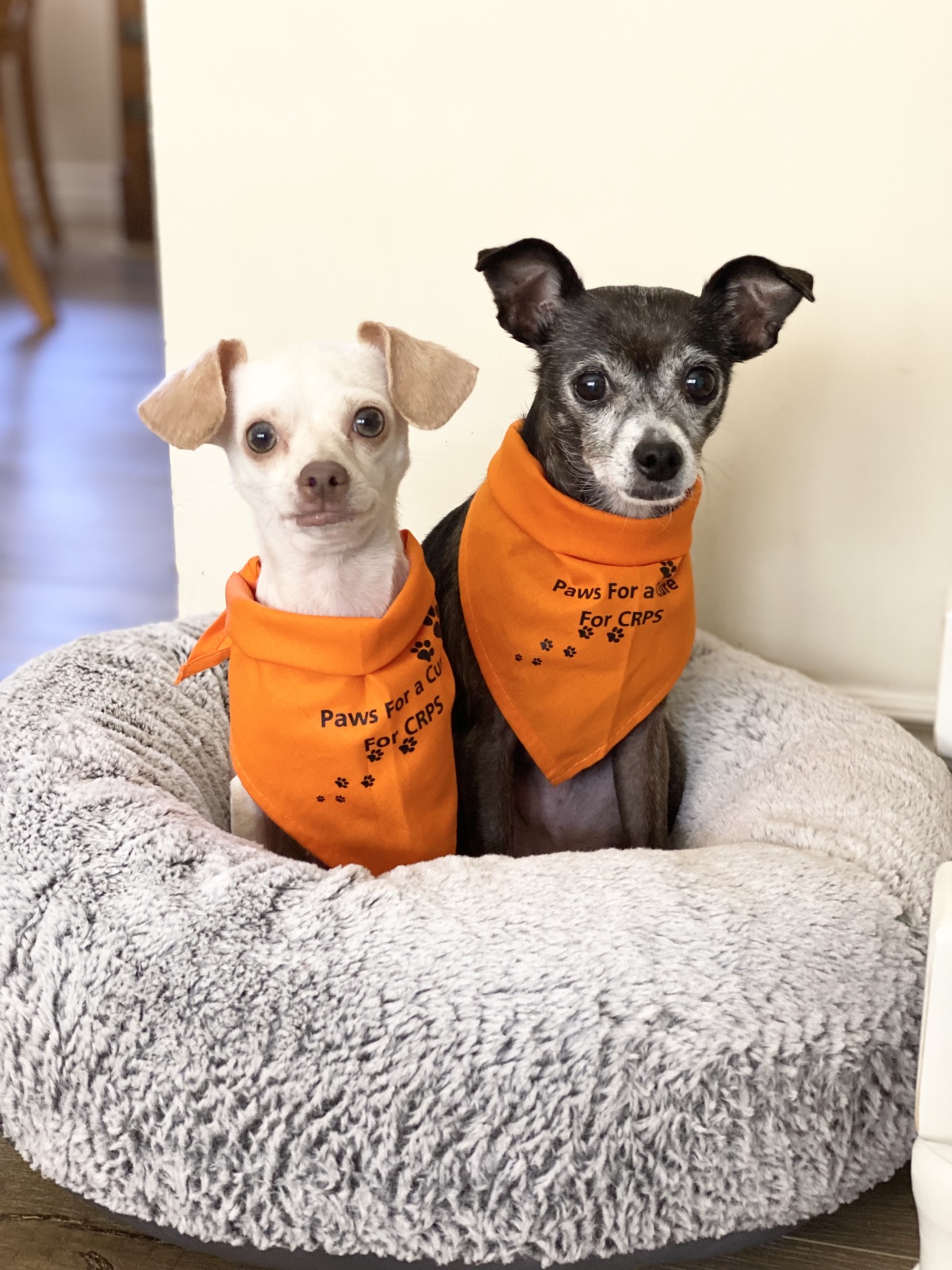 Paws for a cure for CRPS