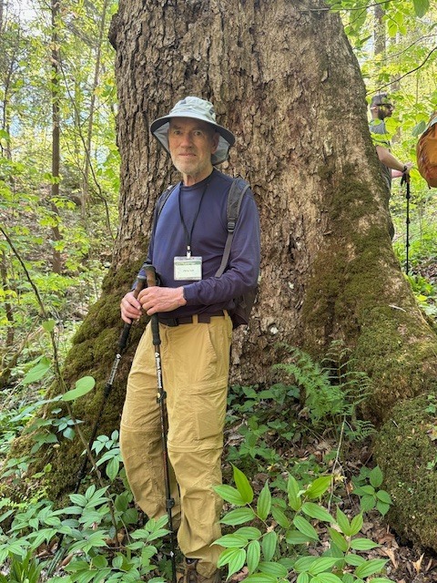 Cucumber Magnolia  in Savage Gulf old growth forest
