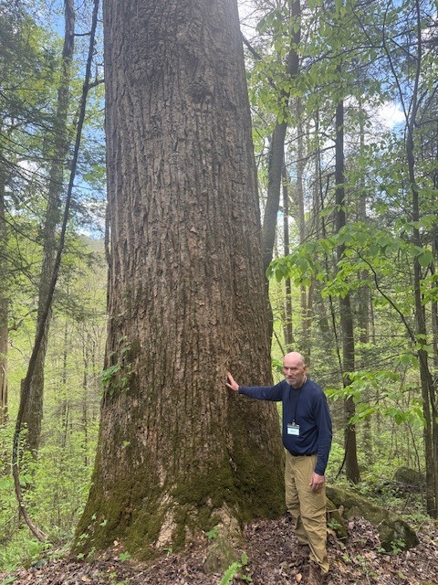 Tulip Popular  in Savage Gulf old growth forest