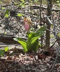 Lady Slipper