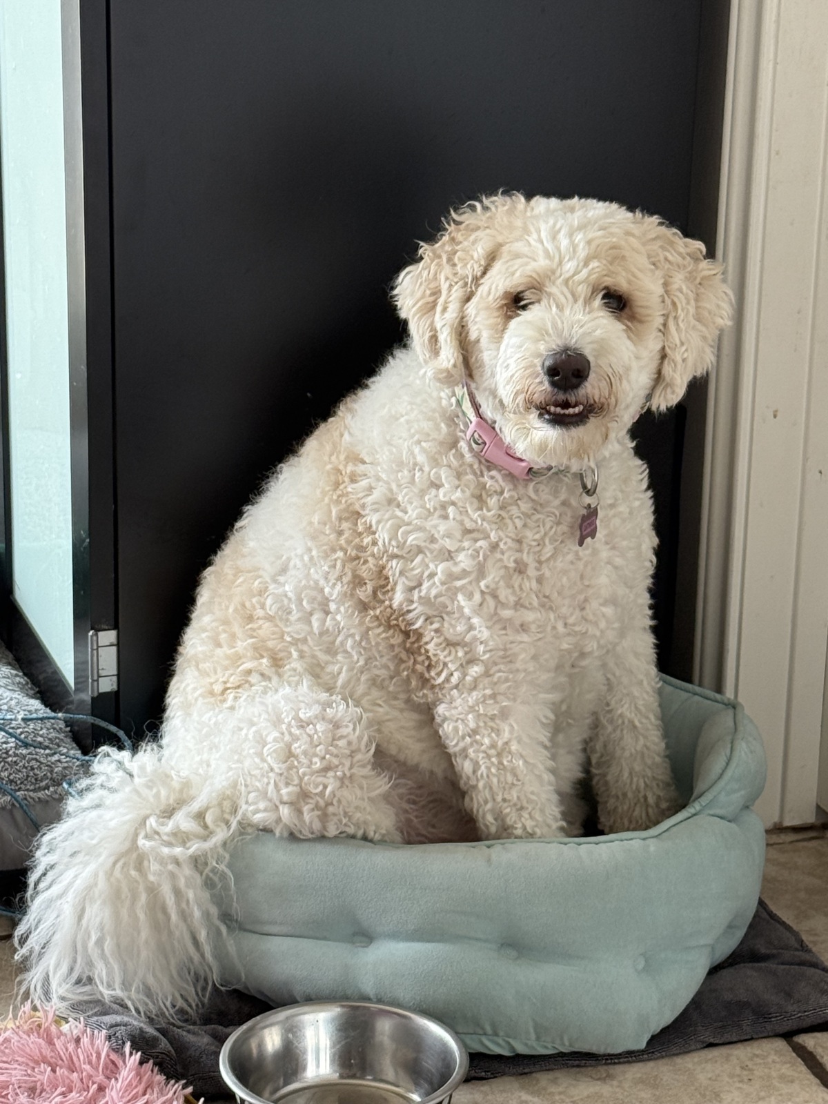 Catniss in the cat bed