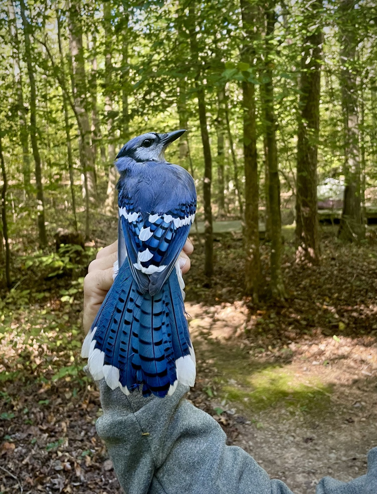 Blue Jay
