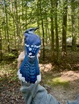 Blue Jay