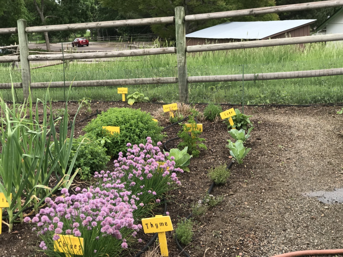 Beautiful Gardens for our Walk  @ Belmar Park - June 2023