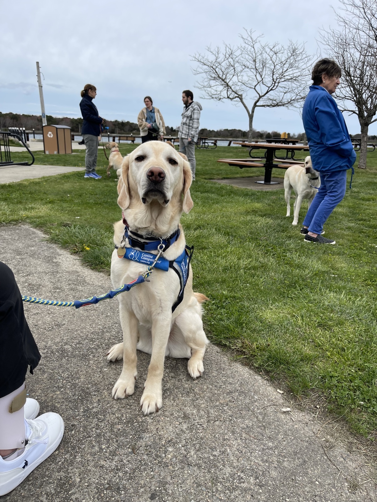 Service Dog Irving