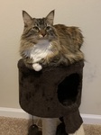 Patty on Cat Condo