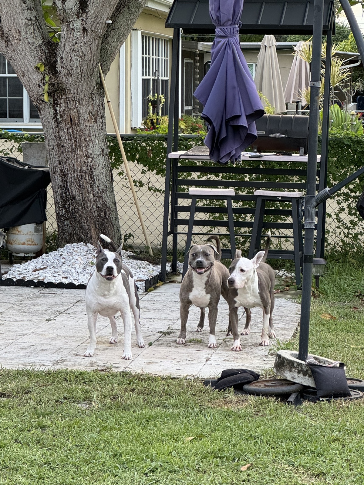 Pillow Pitties