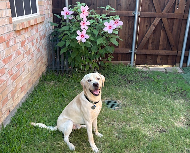 Gator V enjoying his yard