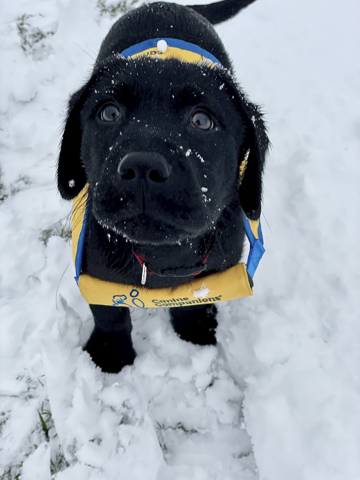 Clapton the little snow bunny