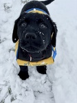 Clapton the little snow bunny