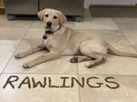 Sweet boy Rawlings