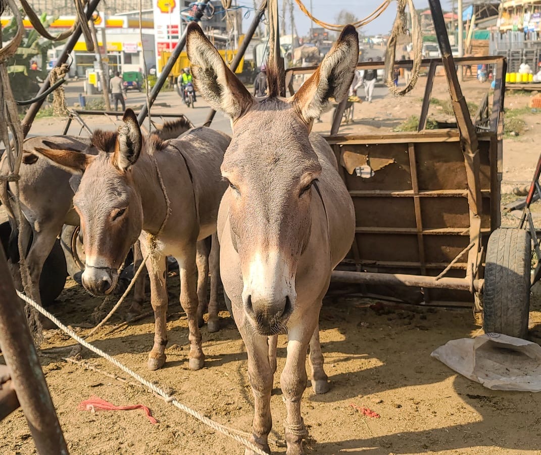 Benefiting Working Horses, Donkeys & Mules Worldwide and the People Who Depend on Them.