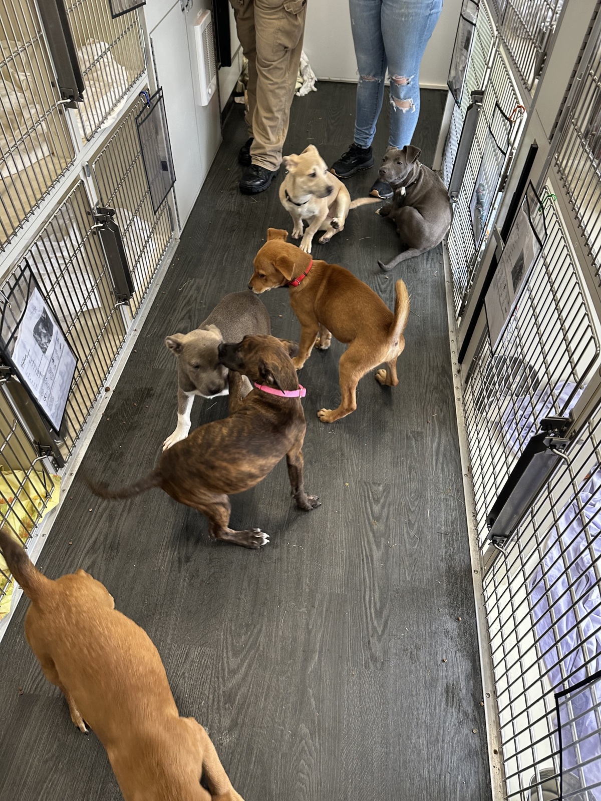 Puppy Playgroup