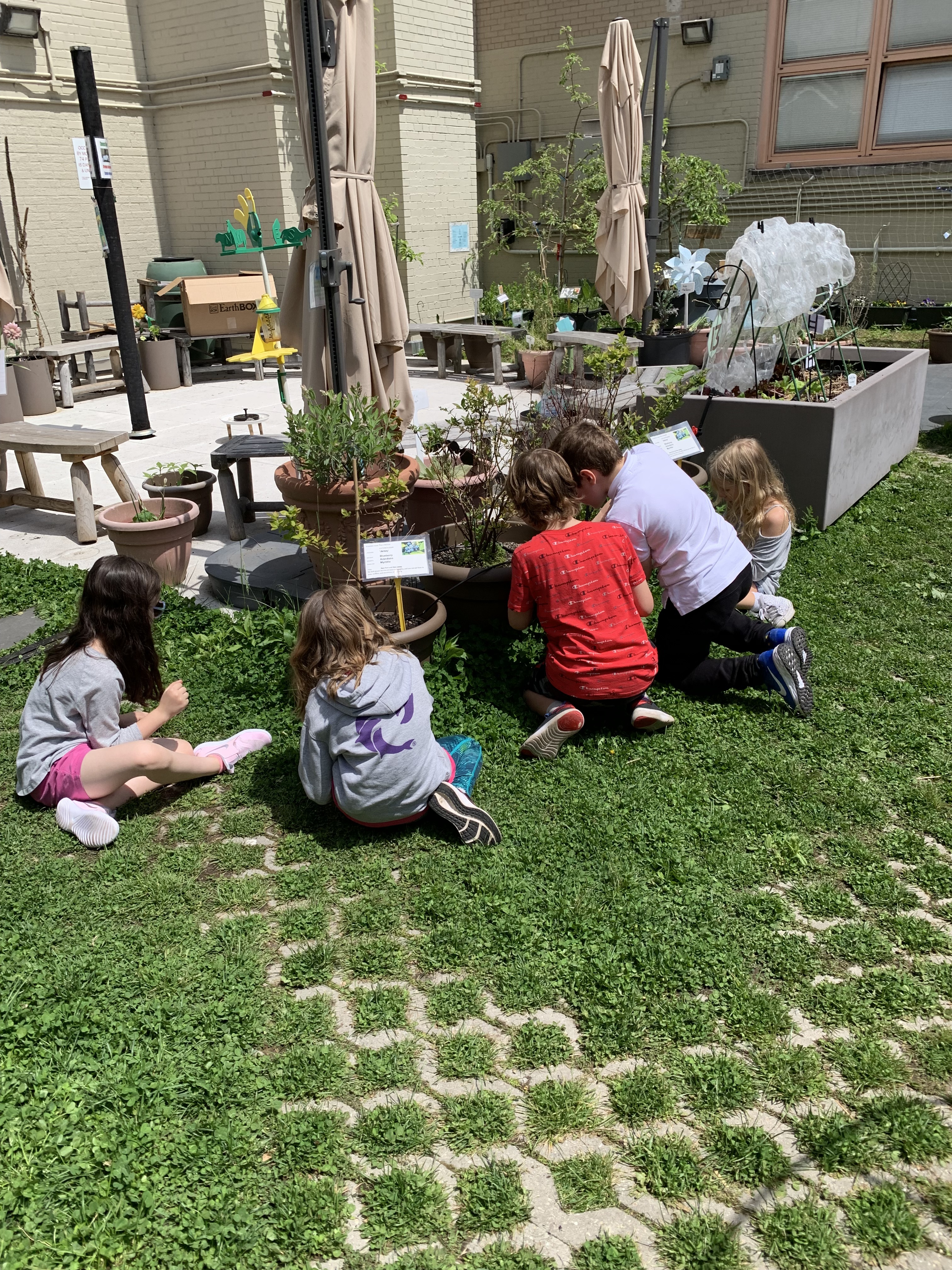 Our Rooftop Garden