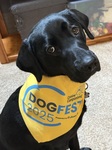DogFest
