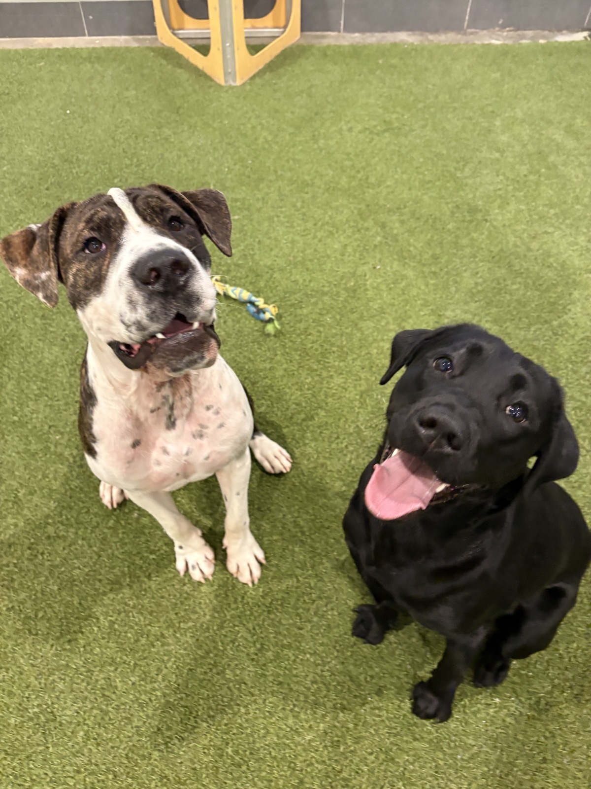 STEP Pups are the sweetest!
