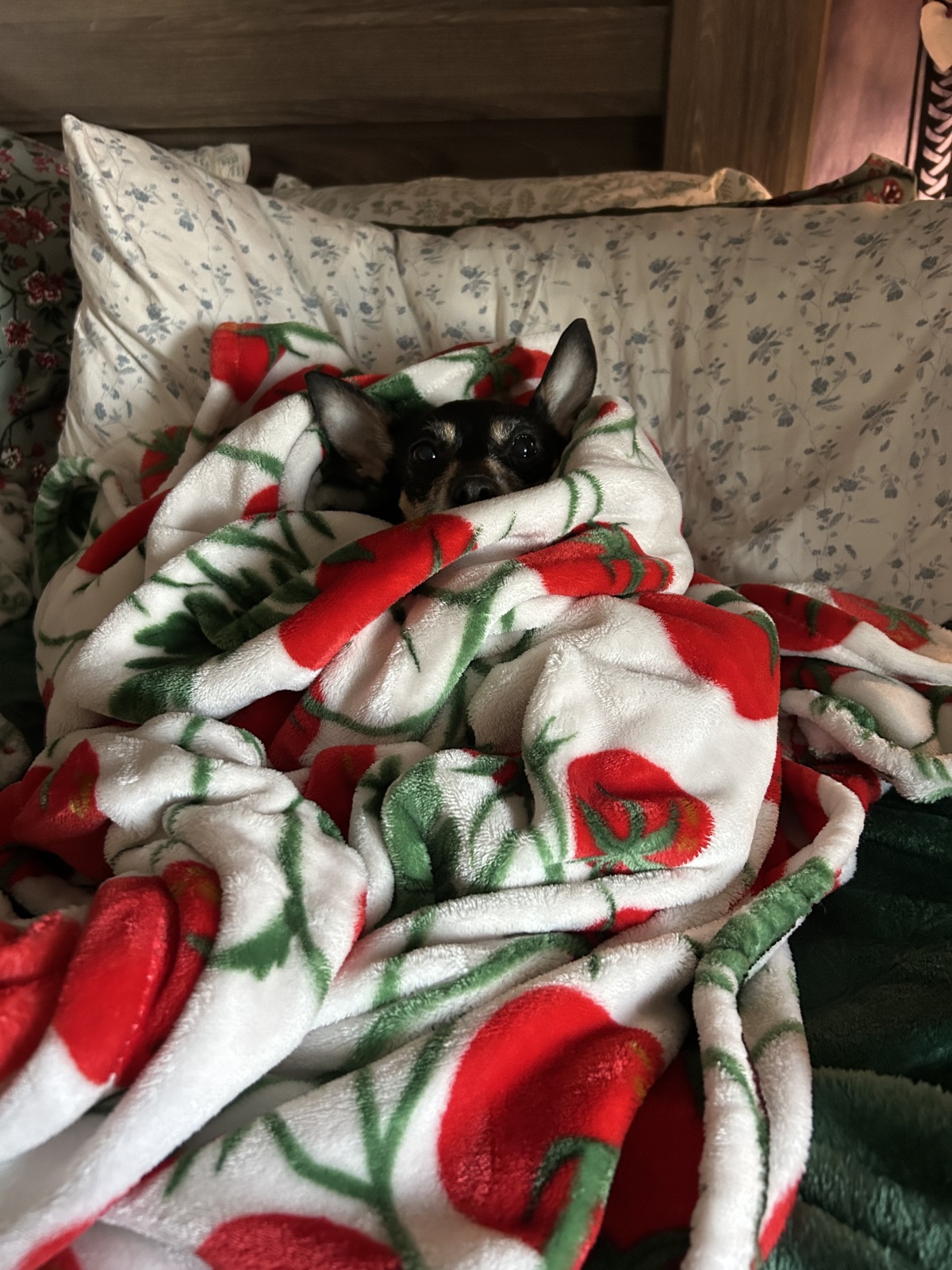 Peek-a-boo. Are you coming to cuddle yet!?