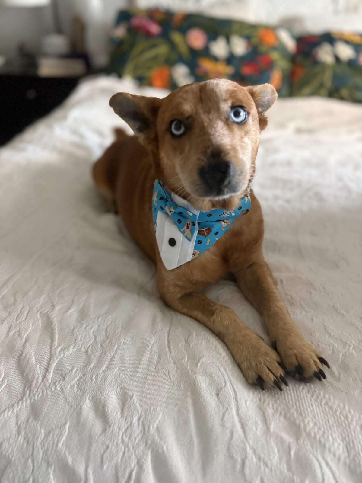 Spud loves the softness of his first bed
